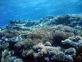 2006- Woodhouse reef 